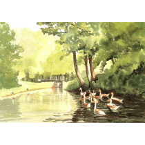 Cygnets Card